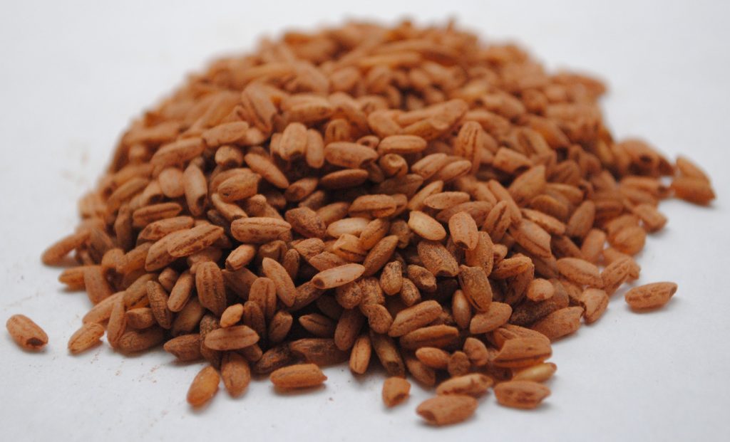 raw short brown rice grains