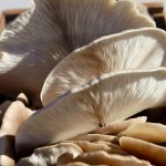 fresh oyster mushrooms