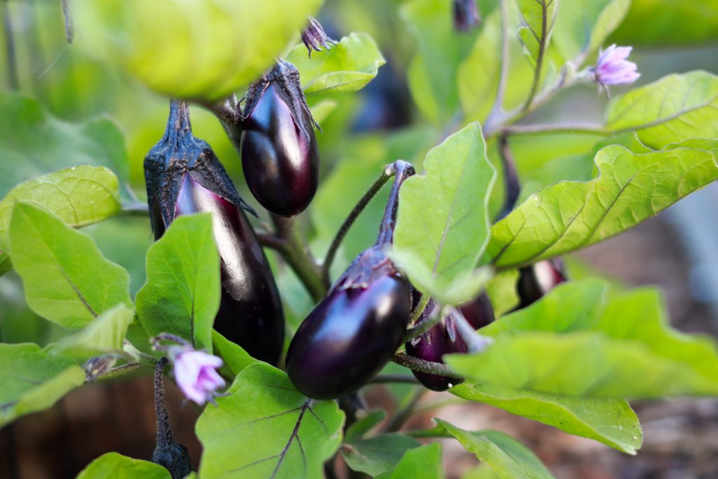 A growing and fruit filled egg plant tree