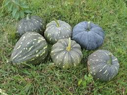 All About Pumpkins: Nutrition, selecting, growing